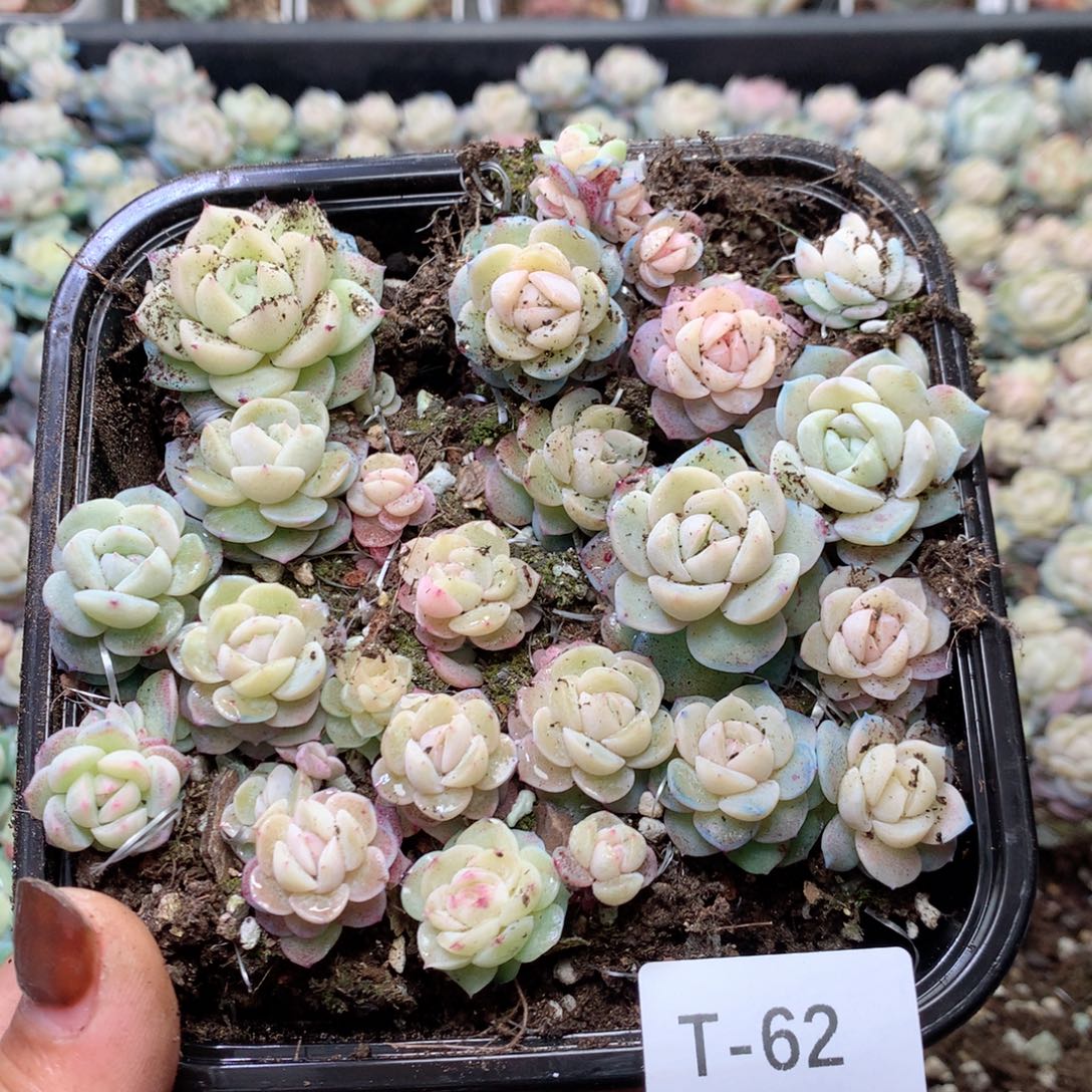 无花朵T62干冰英语