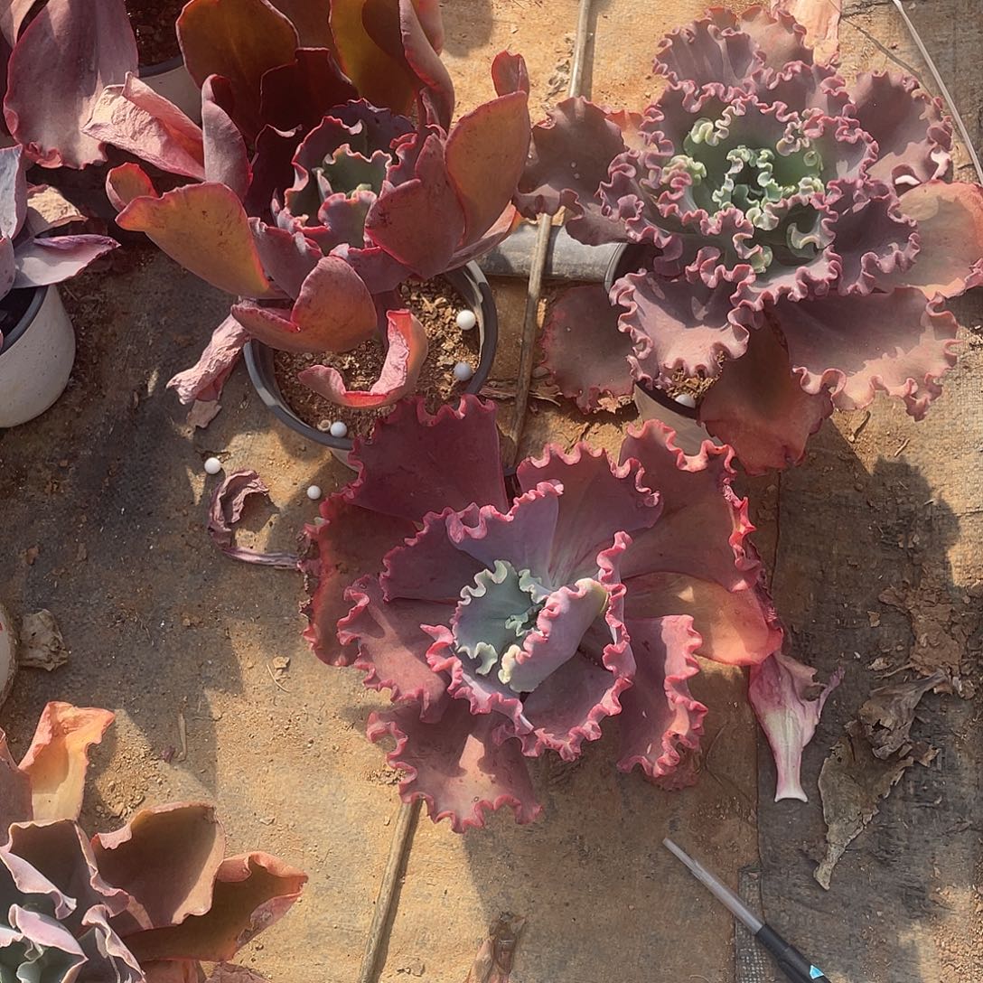 A 5 5包菜系列多肉植物3棵