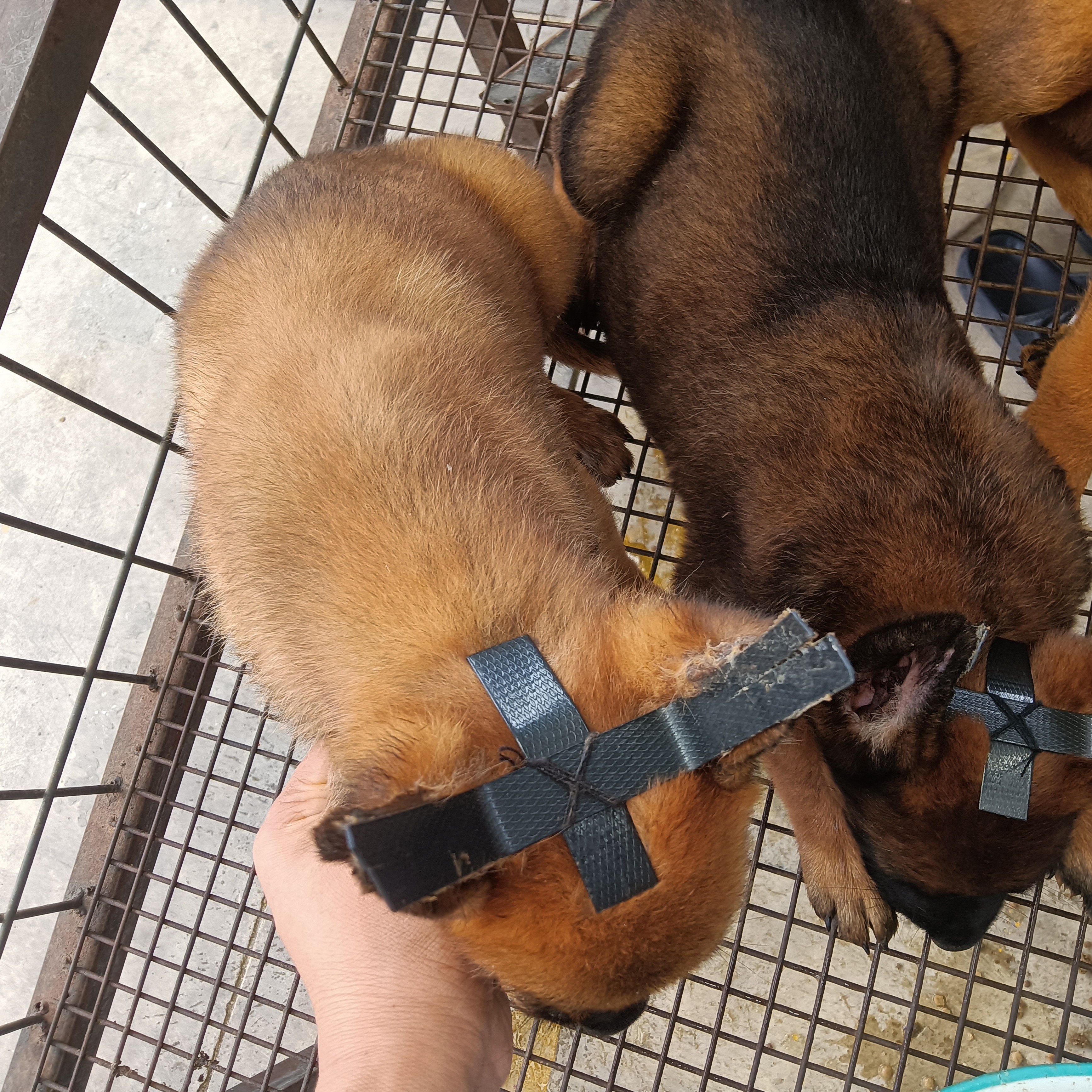 大型犬德牧马犬黑狼辅助立耳器