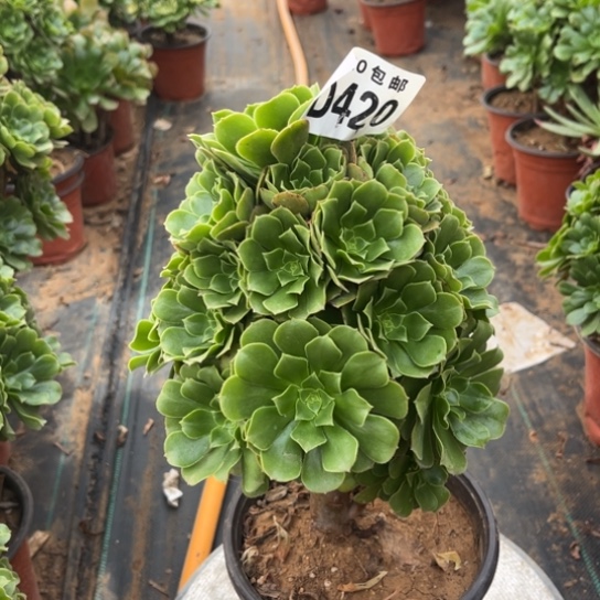 420绿羊绒不包断枝