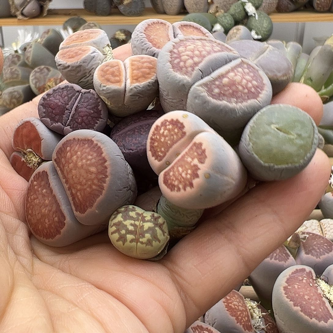 2320 生石花部分有伤长腿清货不售后