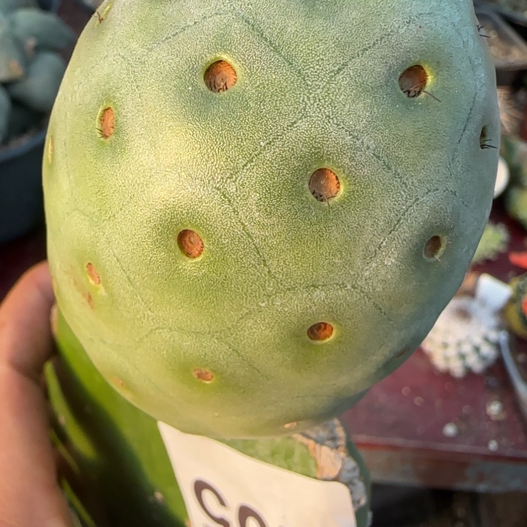 无花朵输入编号超级洞洞205