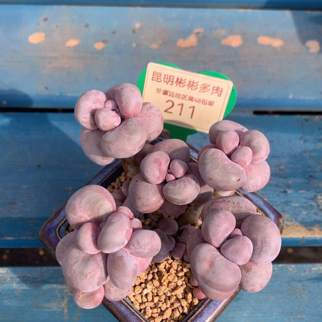 木****?烟美人老桩无砍带盆211