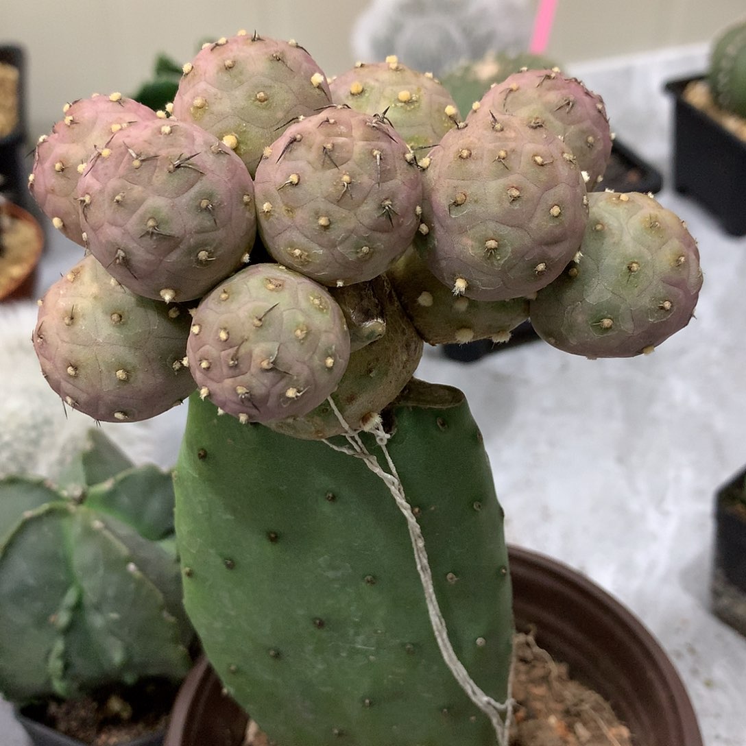 紫色习志野10公分