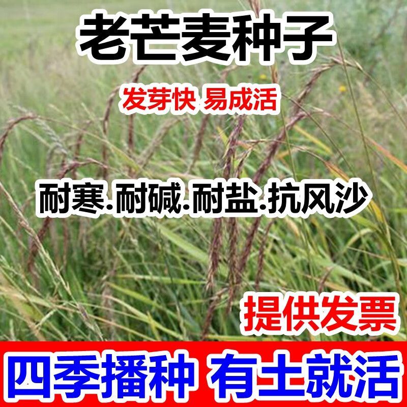 老芒麦牧草种子老芒麦草籽牛羊食用牧草成活率高护坡固土耐碱耐盐