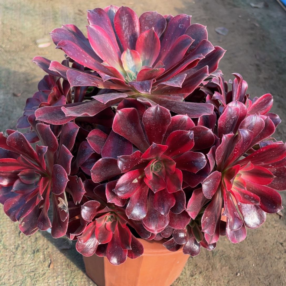 226美杜莎精品法师老桩