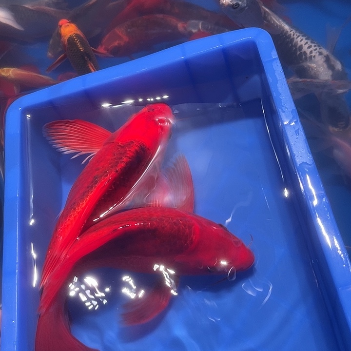 用***史海水鱼渔场直发8号链接