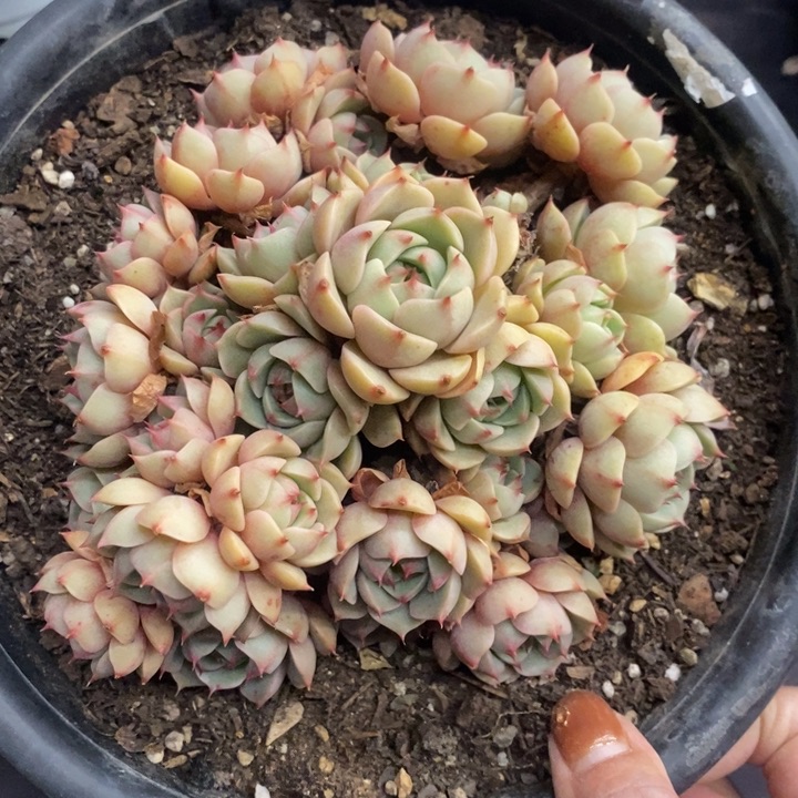 夏悦多肉0118-118本吧