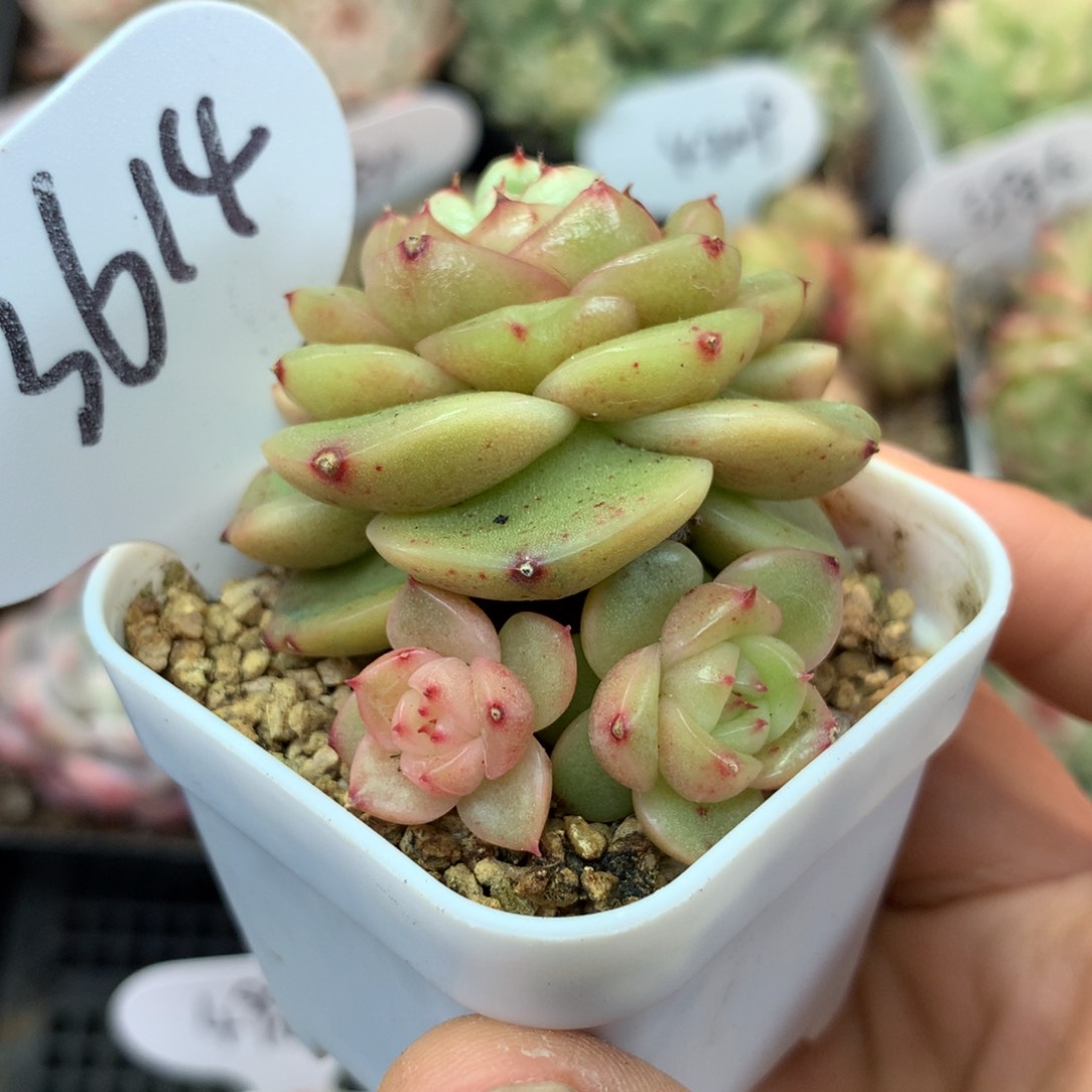 玉芷珍妮3头无砍群3614