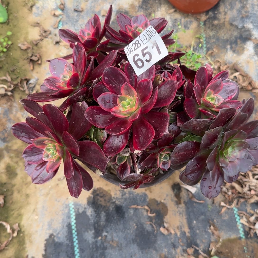 红豆多肉651满28包邮断枝不包