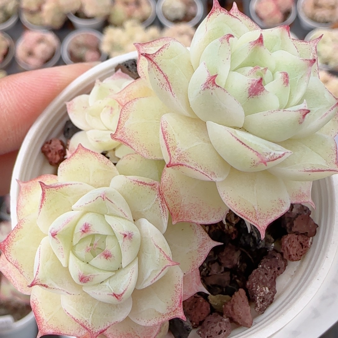 花语多肉1224-307散