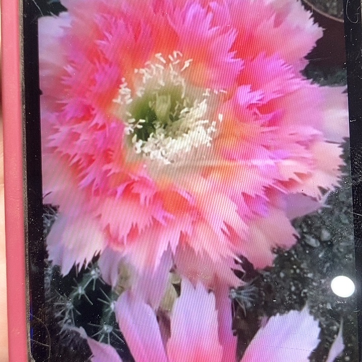 凤羽6号侧芽嫁接用