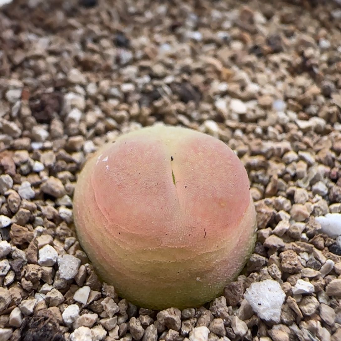 2.8.1/尺寸1.0 紫皮拉登