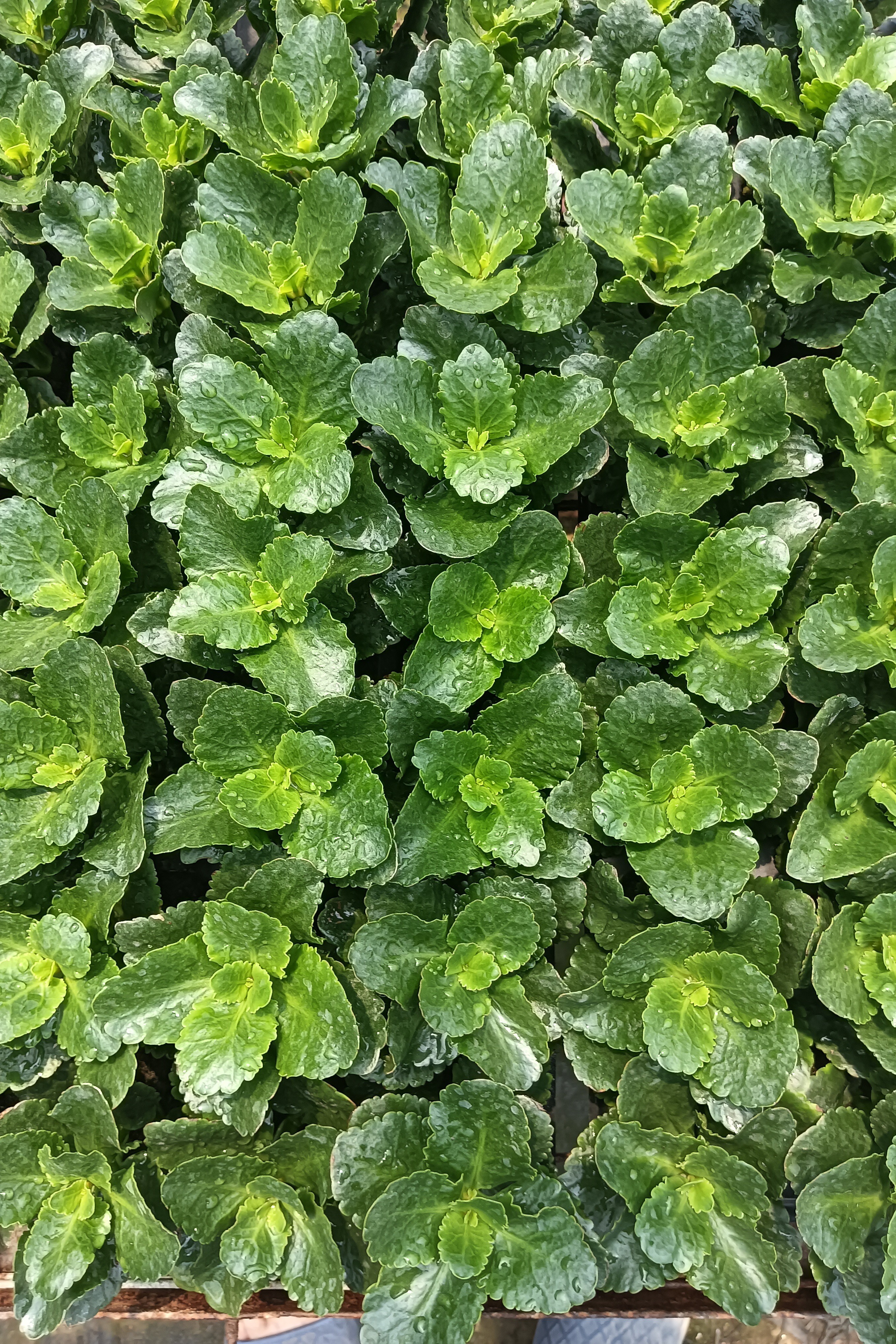 6.18促销32穴盘长寿花生根苗十颗包邮