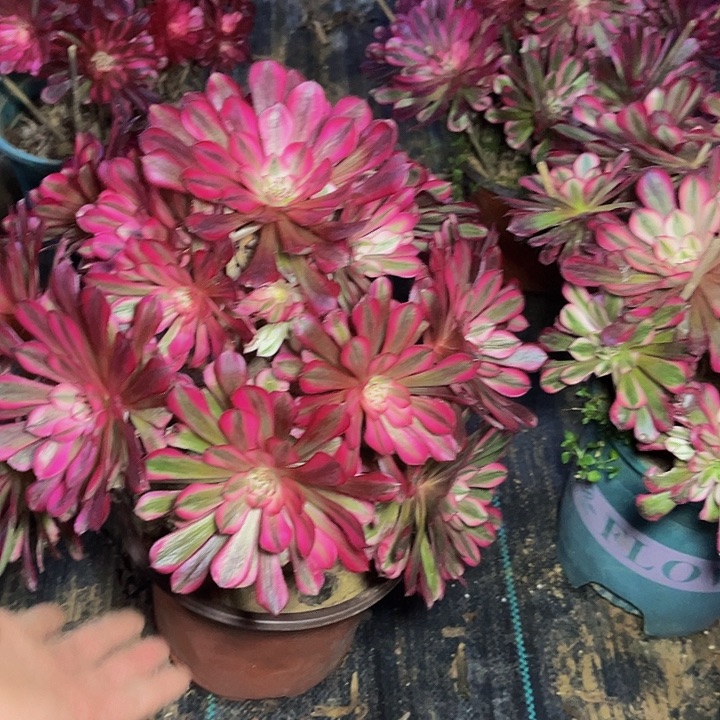 红彤超白红彤超白017