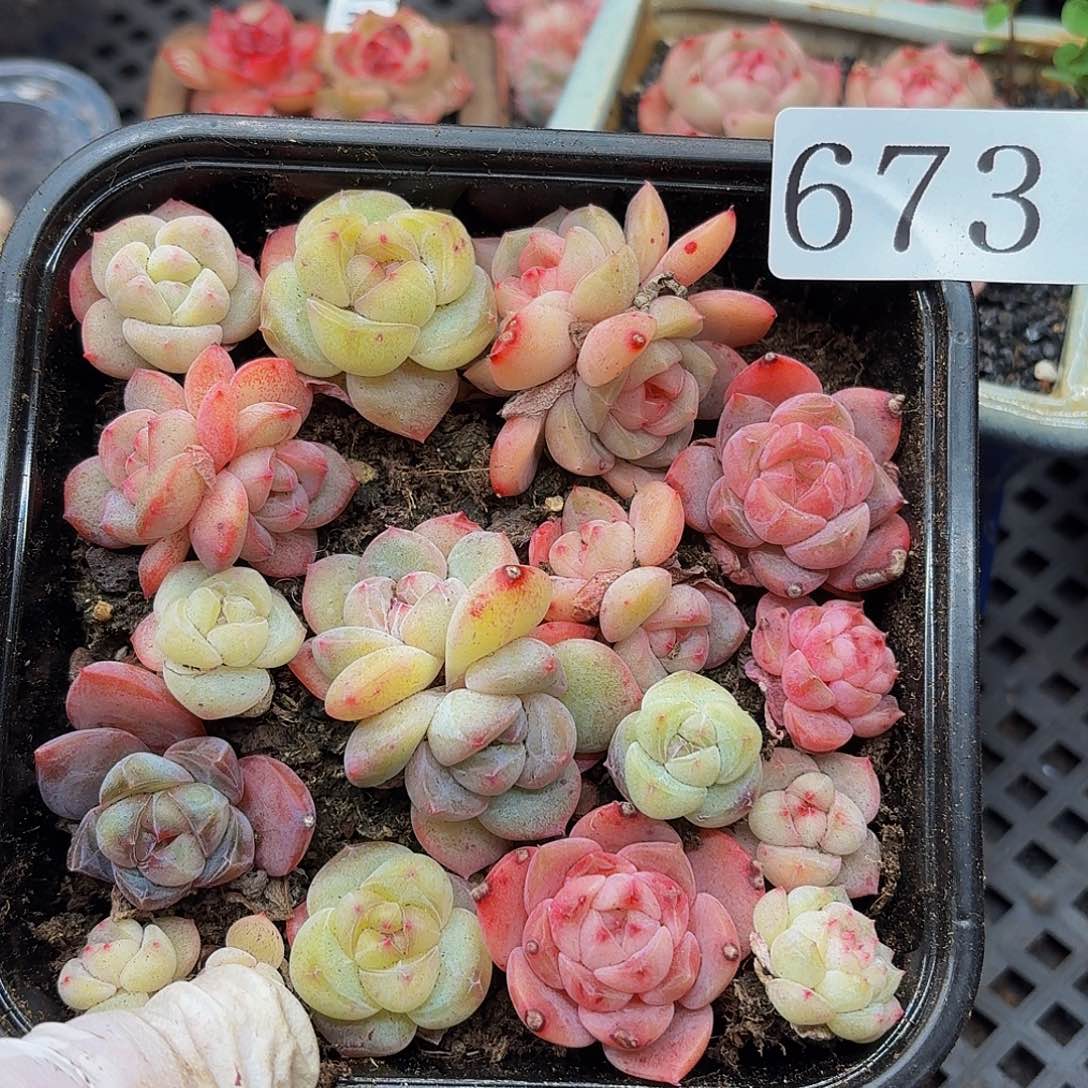 多肉植物多肉植物673