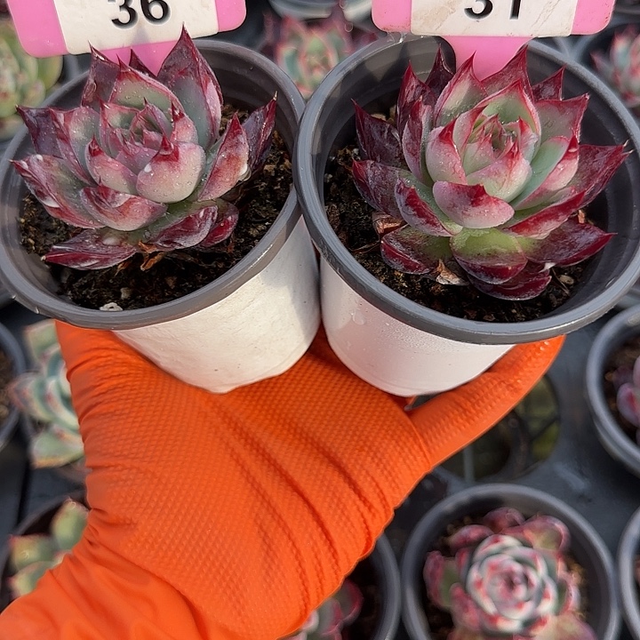 ****夏36,31 惊鸿仙子多肉植物6-9cm