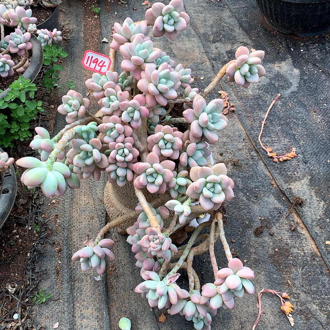 红洛神1194晓晓一物一拍