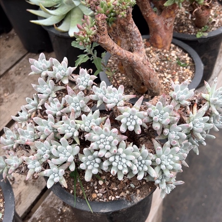 949千寿哈哈哈哈哈哈