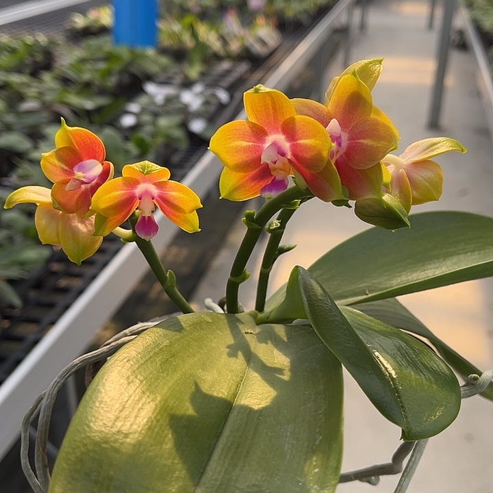 完全开放2.5寸杯帕特里交快乐女王