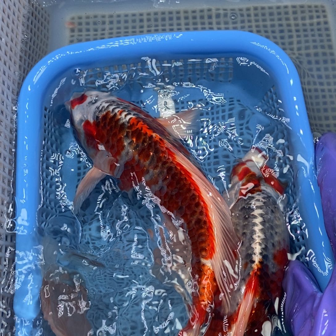 锦鲤冷水锦鲤包邮