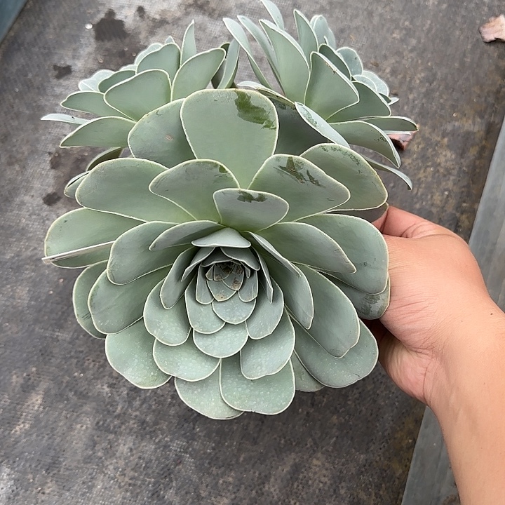 山地玫瑰一物一拍，脱土发，17号，不包断侧芽