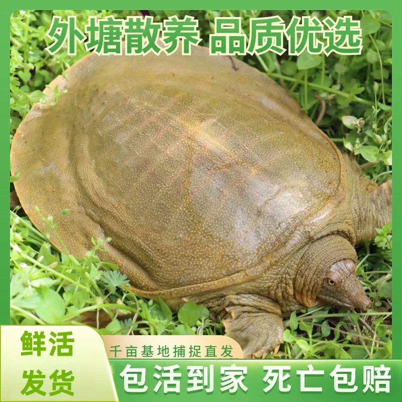 【3只共3-4斤】正宗外塘散养鲜活甲鱼青背水鱼