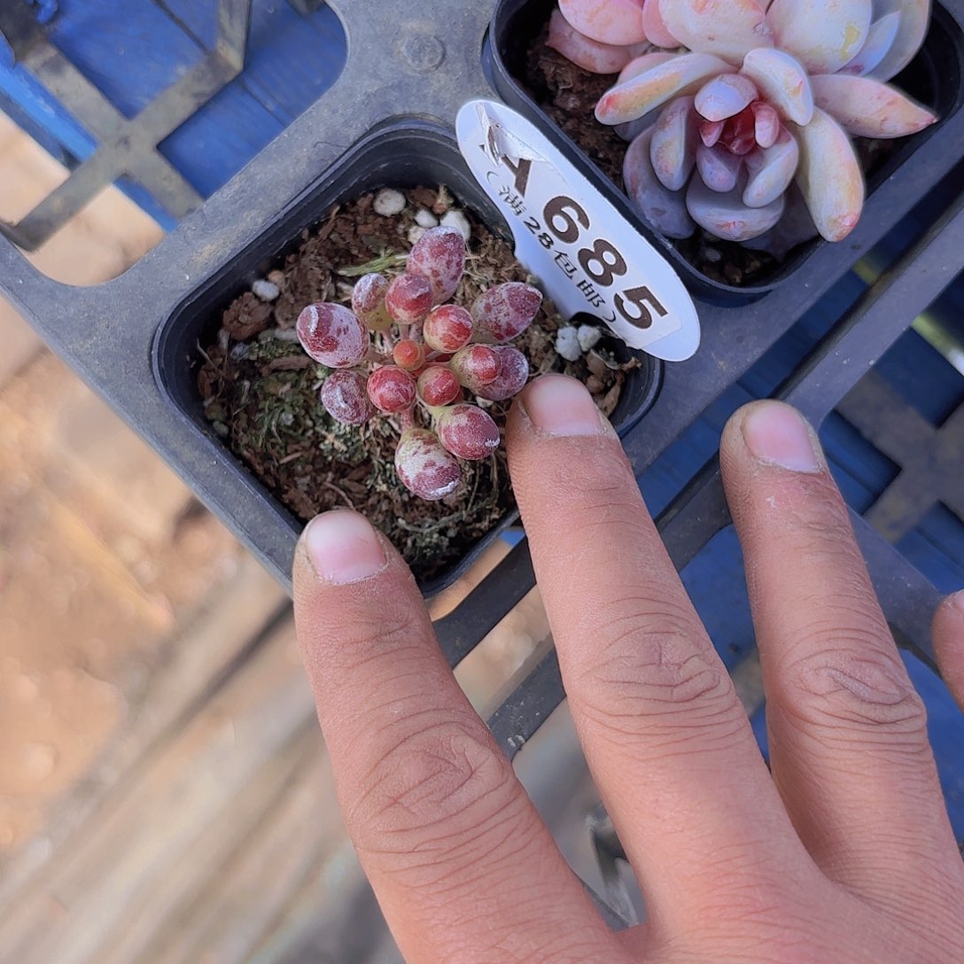 A685鼓吹一物一拍