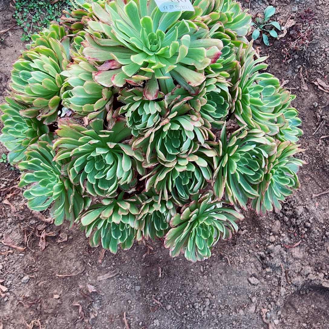 无花朵多肉植物440