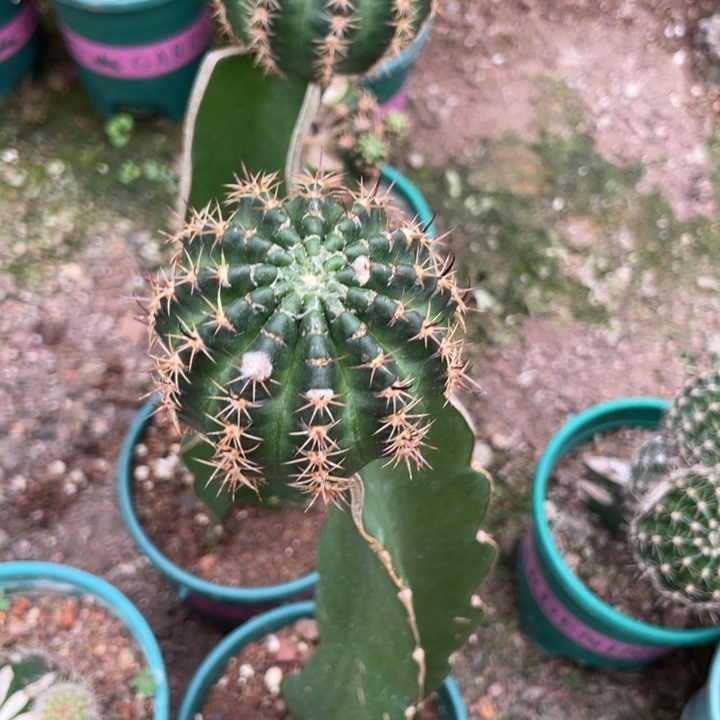 新品进口丽花L50母本