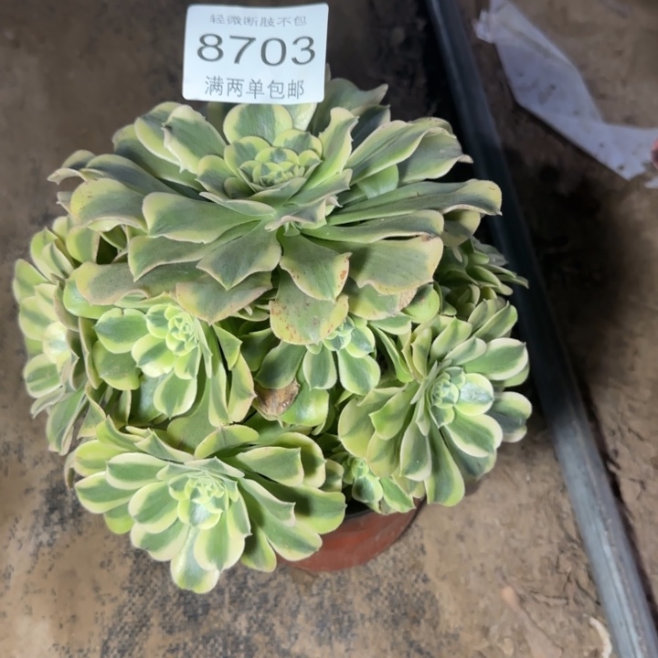 8703绿豆沙多肉植物