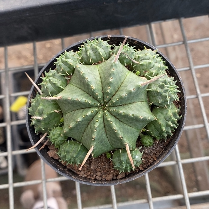 伯克利和格蕾纳等著名音乐