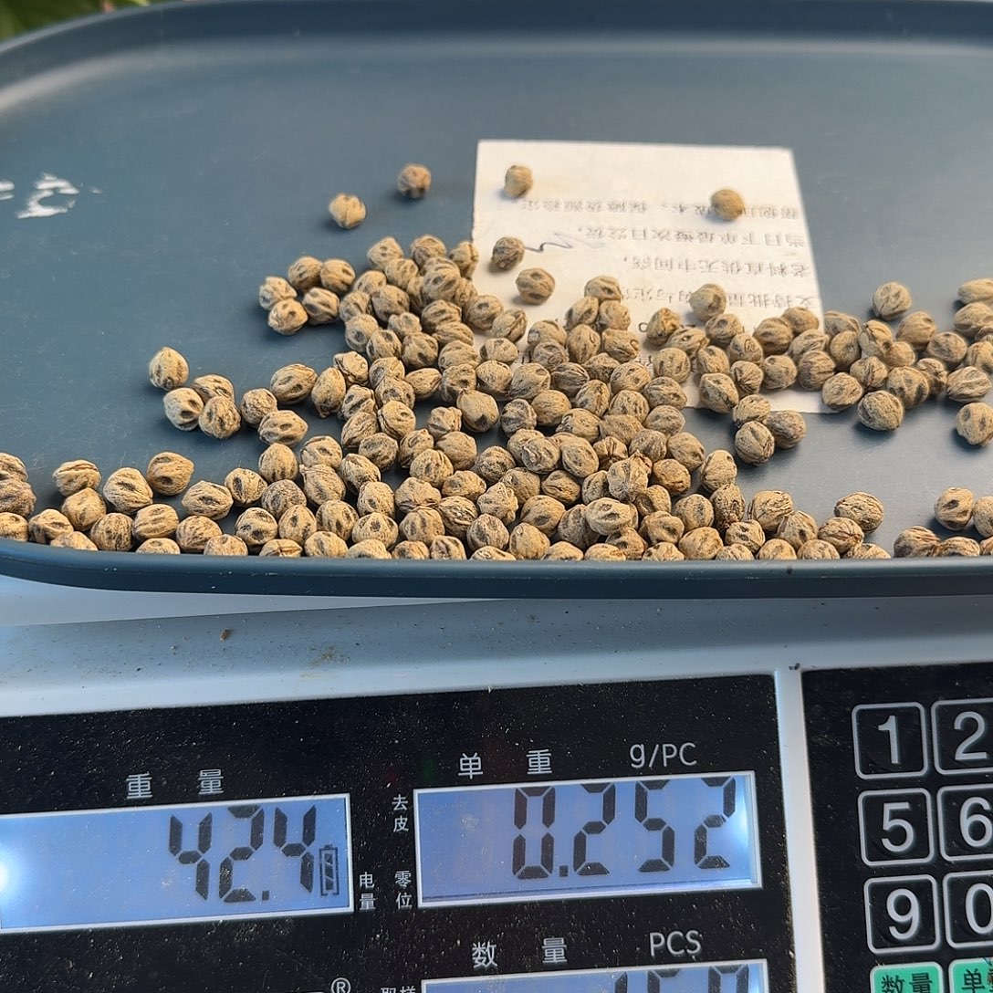 加***查吊坠柏香籽/百香籽40克7.5+H3002