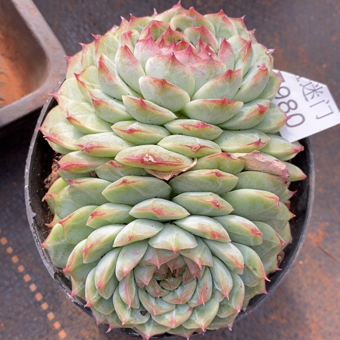 清***妈不包整散掉头7980~12厘米