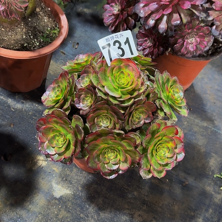 000000000000000731火狐