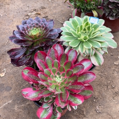 208多肉植物组合