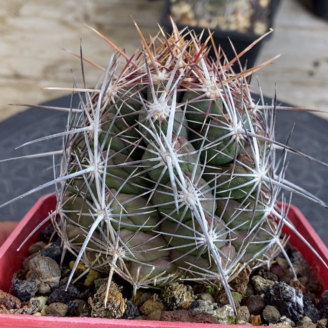 红鹰统领母本脱土发货