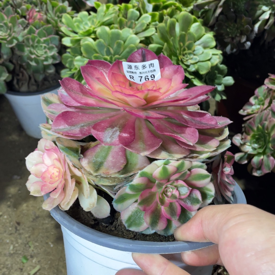 769倾城多肉法师断枝不包