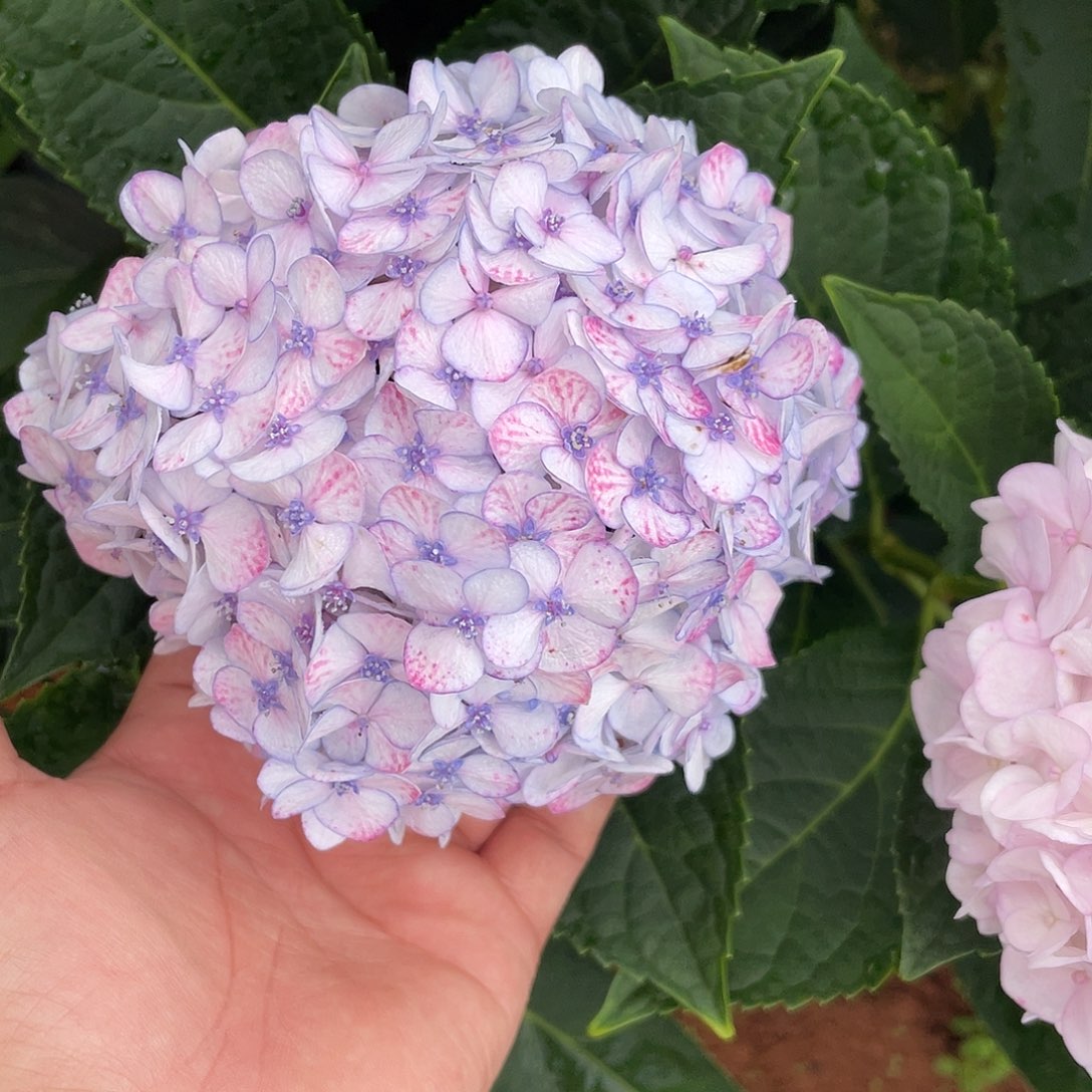 绣球切花一物一拍3枝起包邮，6
