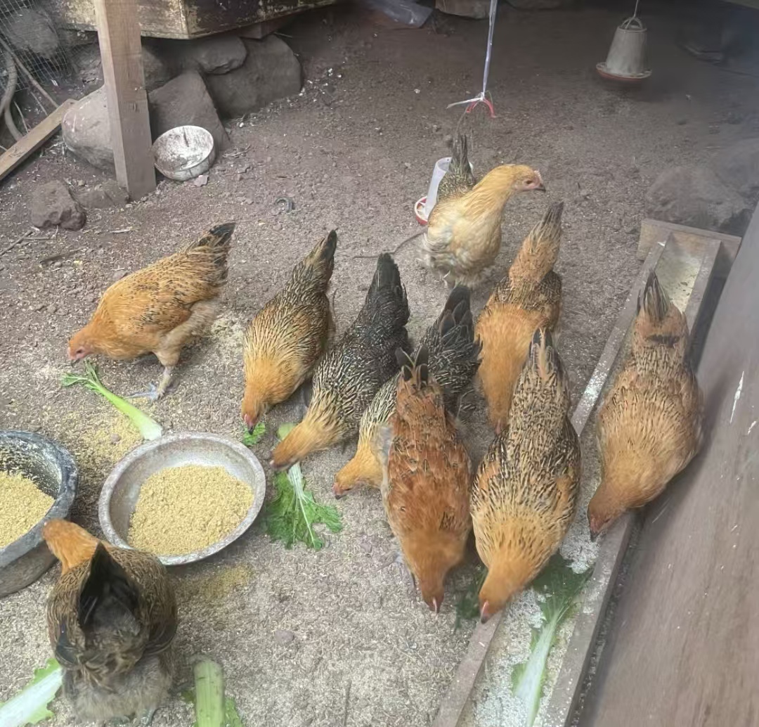 【麻】畜牧饲料谷物健康营养均衡饲料好喂养