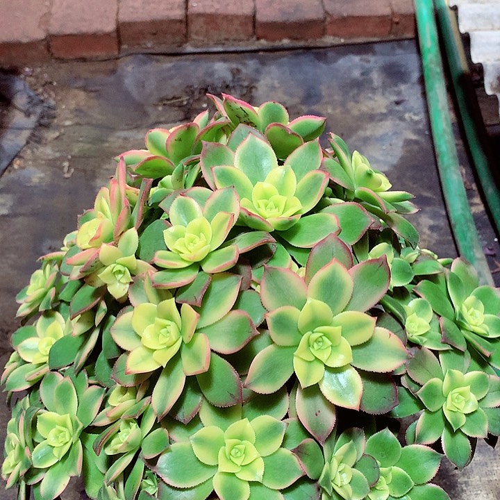 艳日辉，多肉植物