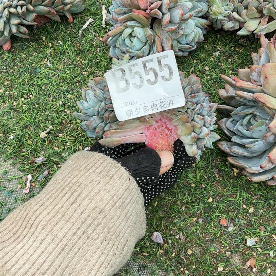 1***-星影缀化星影缀化