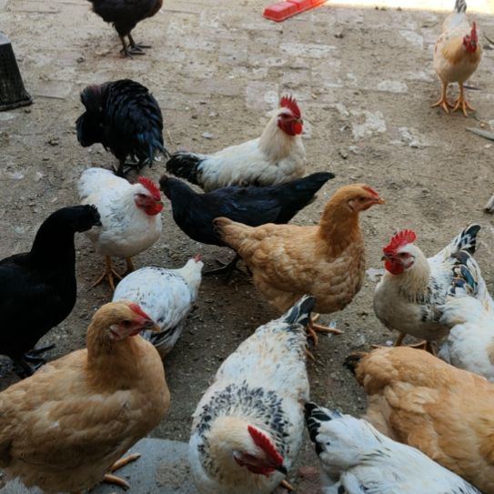 芦丁鸡宠物鸡五黑鸡绿壳蛋鸡