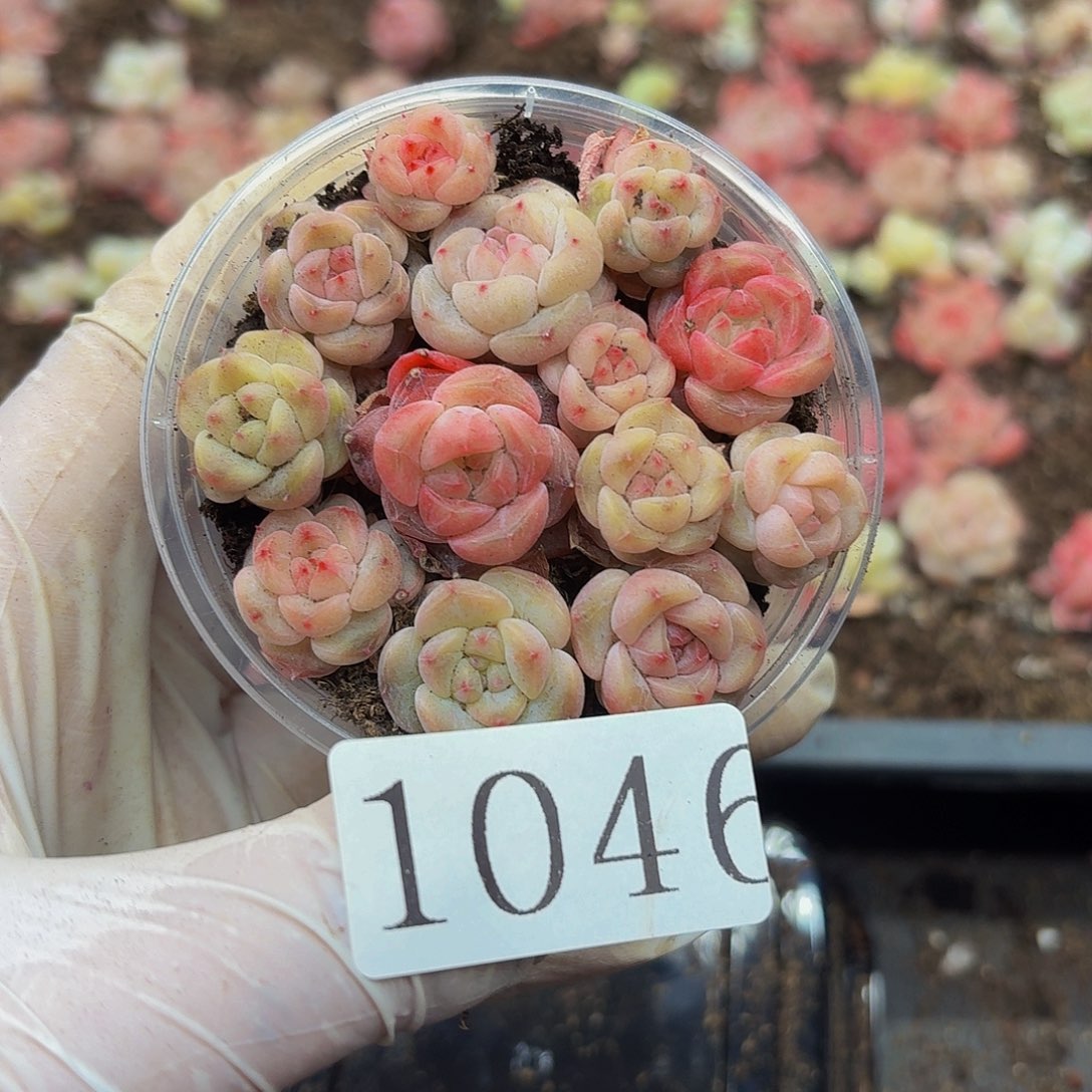 多肉植物多肉植物1046