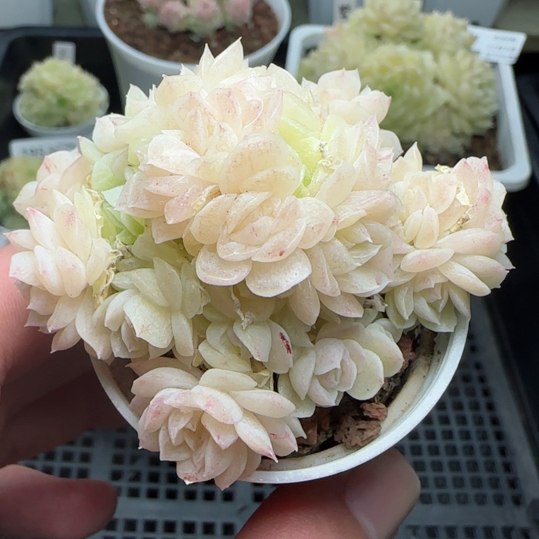 0205-187珠光麦秆