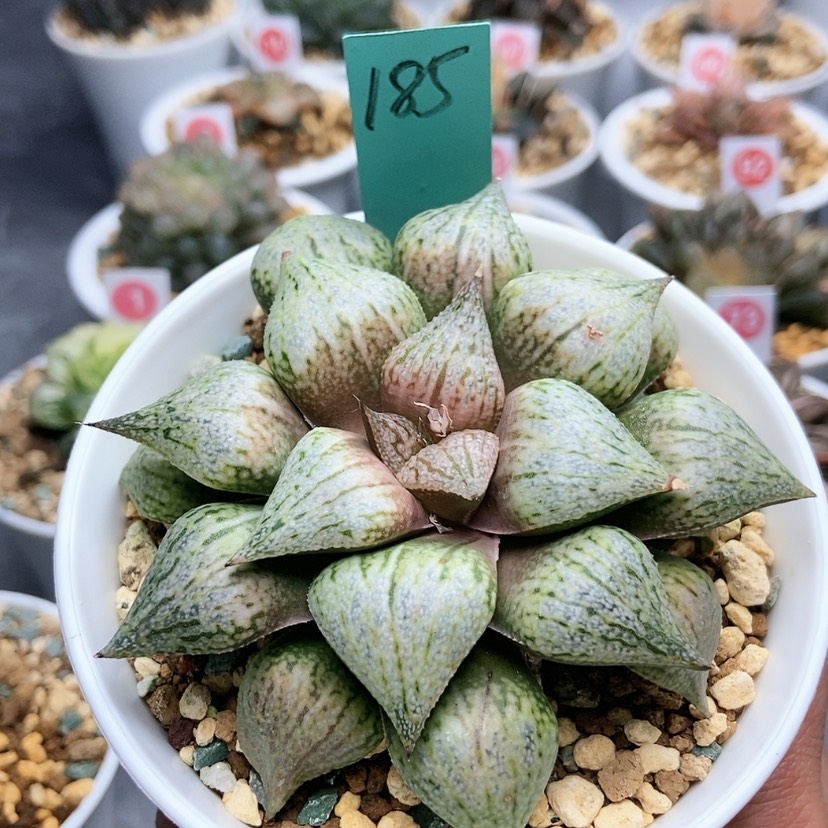 【闪购商品】185桃源乡