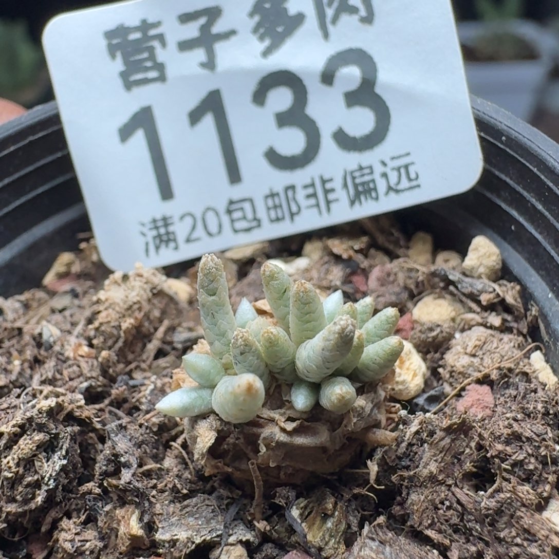 红花韧锦。     带盆土。         