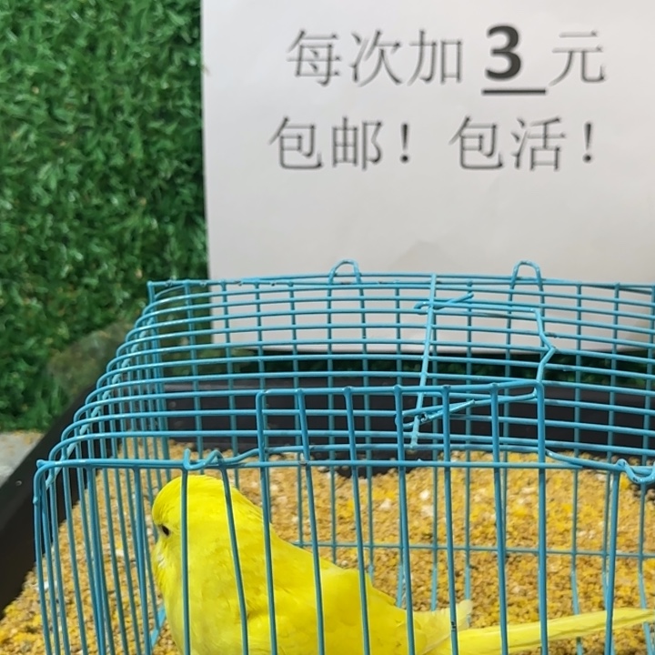 虎皮鹦鹉大头虎皮鹦鹉