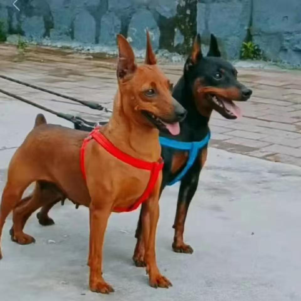 (迷你宾莎犬)活体狗狗