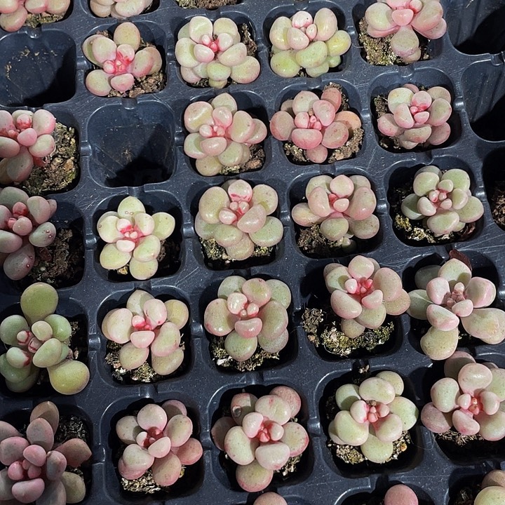 小先锋派1元带土发货